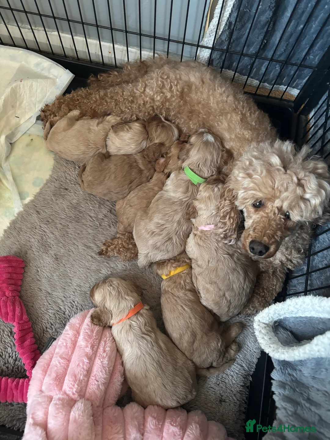 Cavapoo dogs for sale: Cavapoo puppies - Advert 5