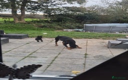 Mixed Breed dogs for sale: Doberman female x puppy - Image 8