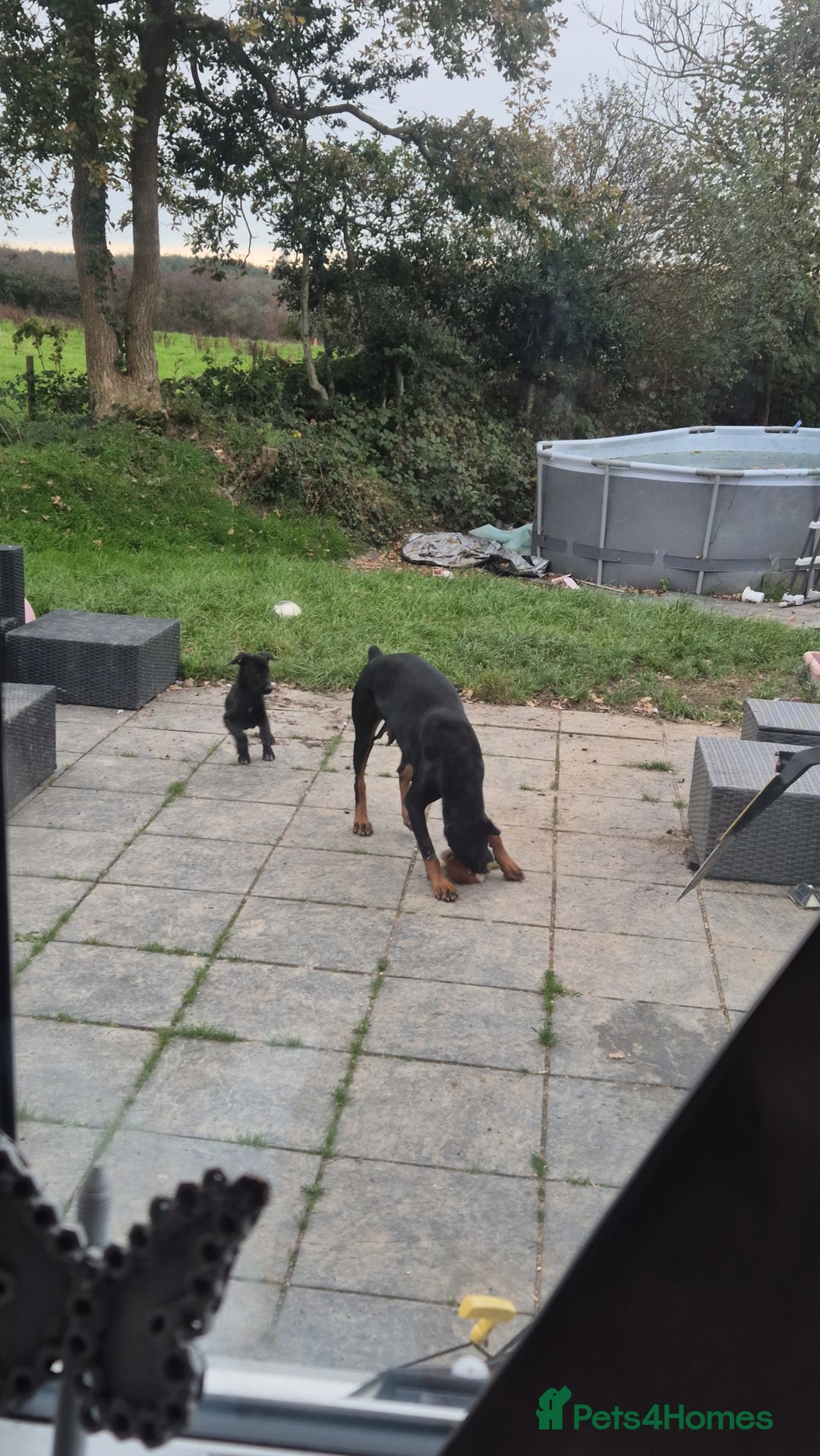 Mixed Breed dogs for sale: Doberman female x puppy - Image 8