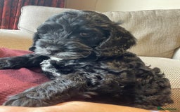 Cockapoo dogs for sale: Show Type F1 Cockerpoos. KC parents & health tests - Image 11