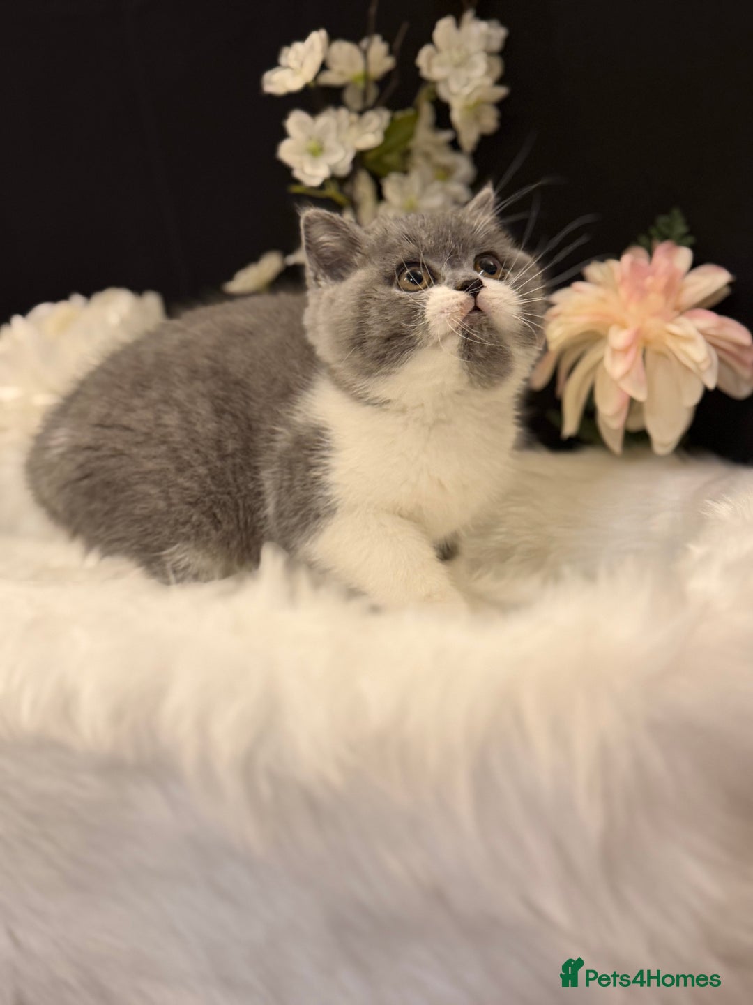 British Shorthair cats for sale: Full Pedigree Registered BSH  - Advert 7