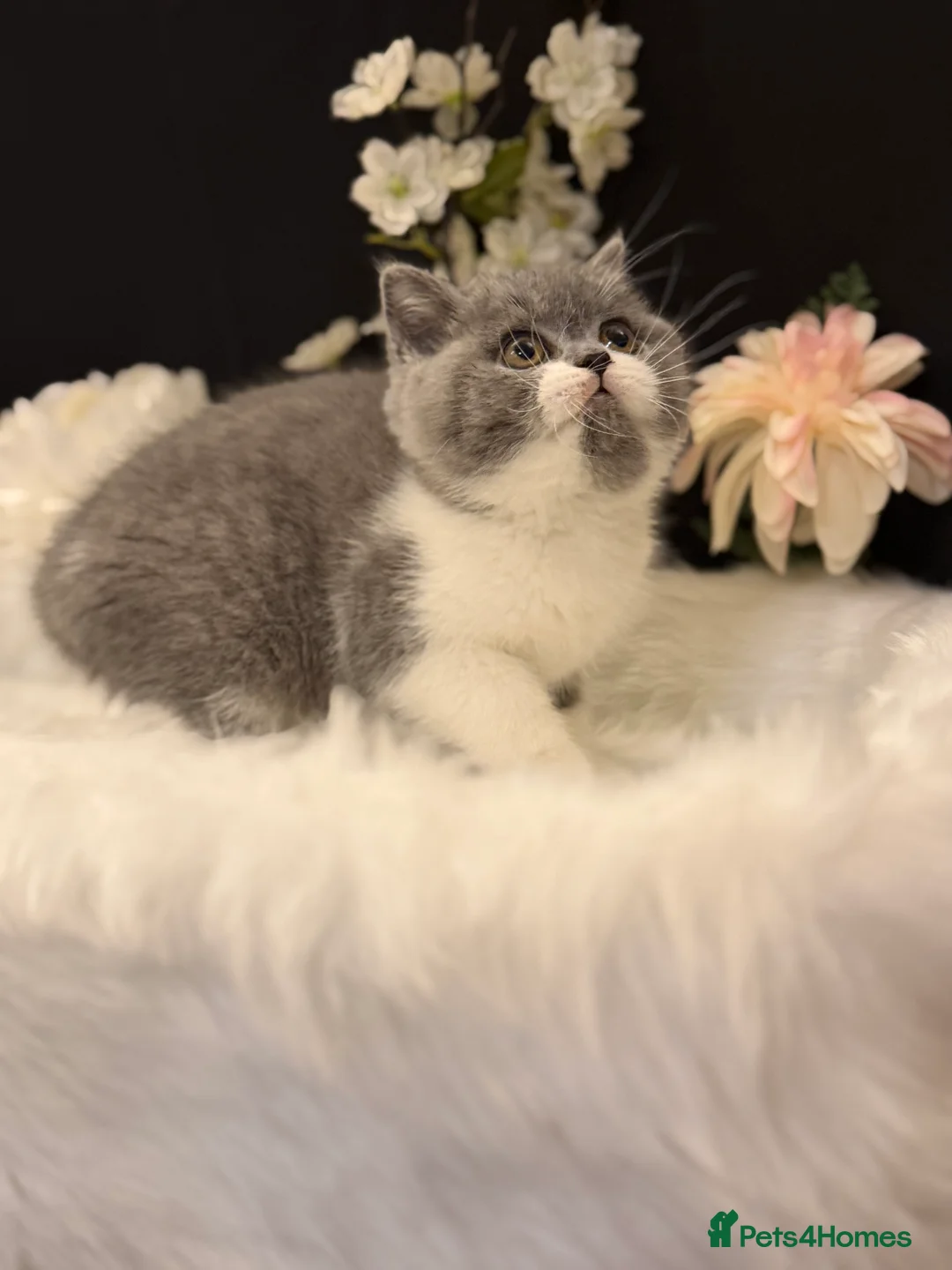 British Shorthair cats for sale: Full Pedigree Registered BSH  - Advert 12