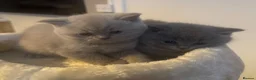 British Shorthair cats for sale: Lovely short haired British blue kittens - Advert 7