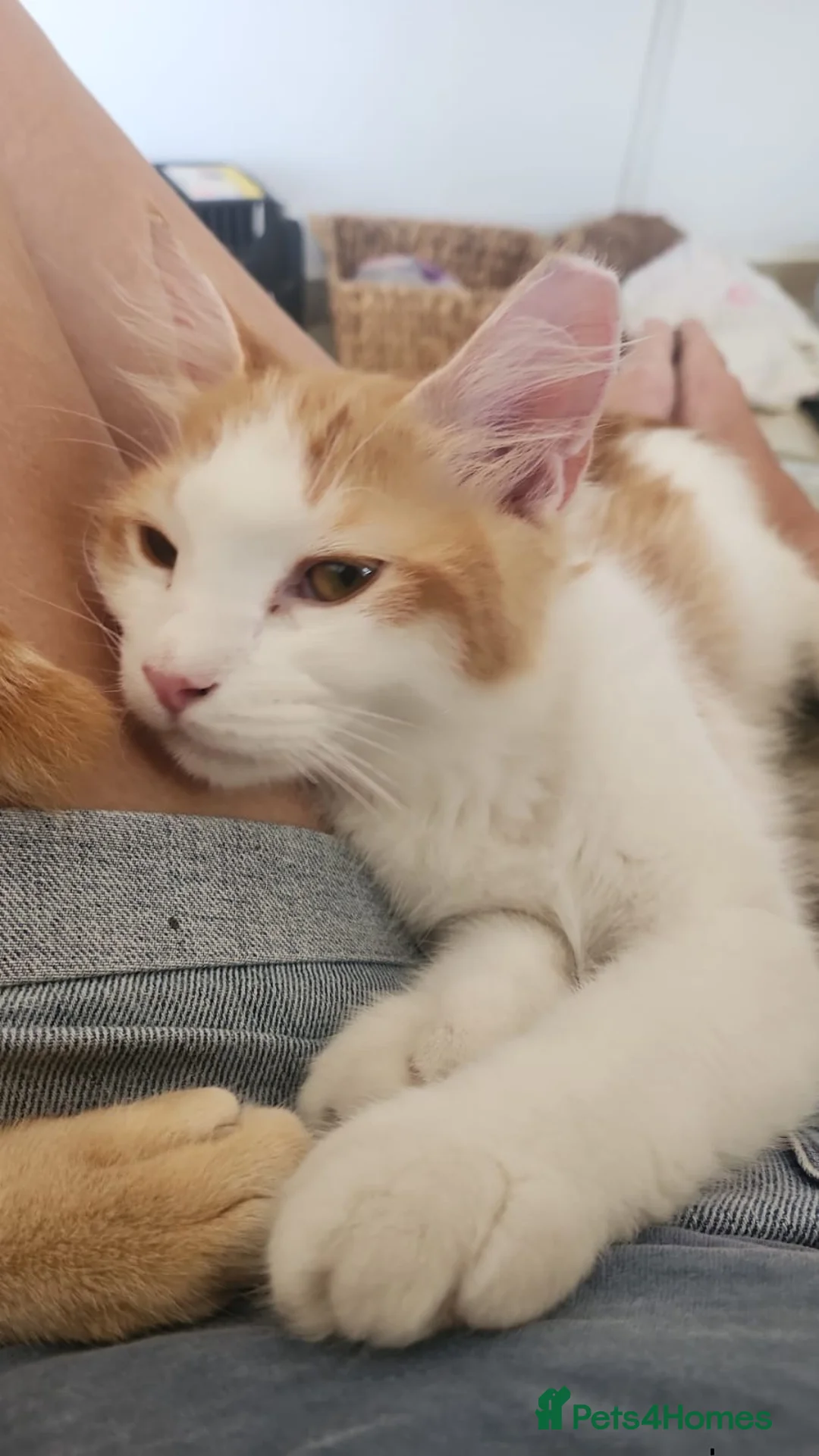 Mixed Breed cats for adoption: Lawrence  - Advert 2