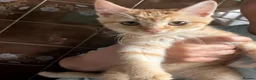 Mixed Breed cats for sale: Lovely Kittens Looking for Their Forever Homes 🐾 - Advert 7