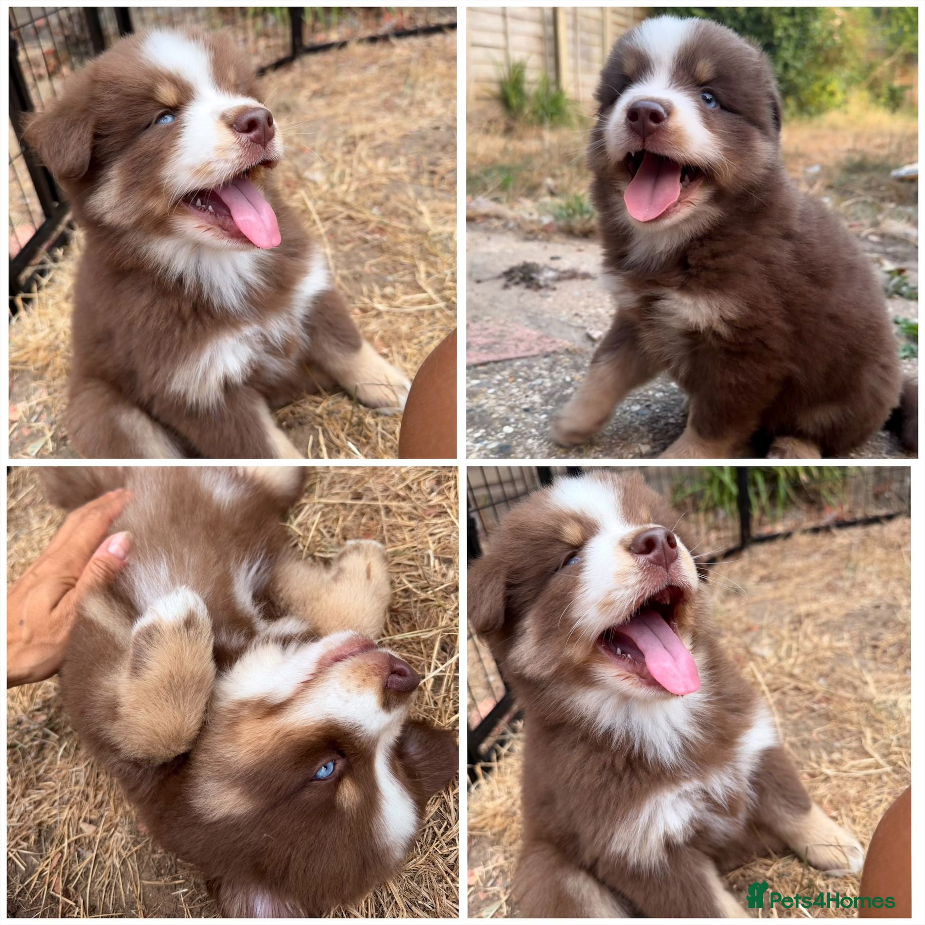 Pomsky dogs *Ready now* 🇺🇸 Lines Health Tested Chocolate F3s - Advert 2