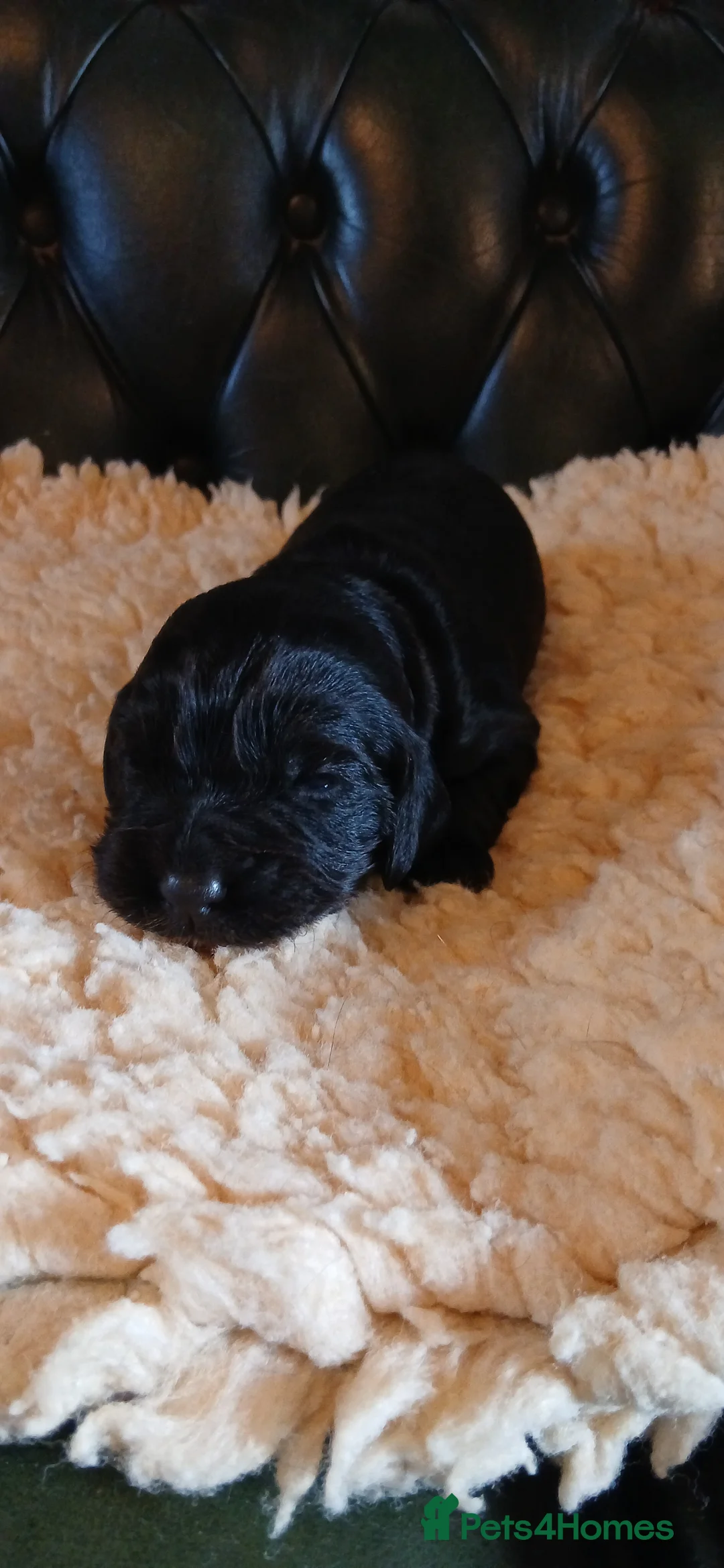 Cocker Spaniel dogs for sale: Kc Reg Health tested working Cocker spaniels  - Advert 12