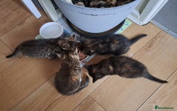 Mixed Breed cats for sale: Four fluffy stress reducers looking for new homes - Image 12