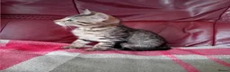 Bengal cats for sale: Bengal Kittens: Princess, Hunter & Friend - Advert 33