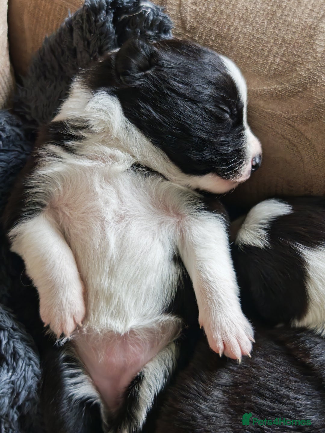 Border Collie dogs for sale: KC registered border collie puppies  - Advert 17