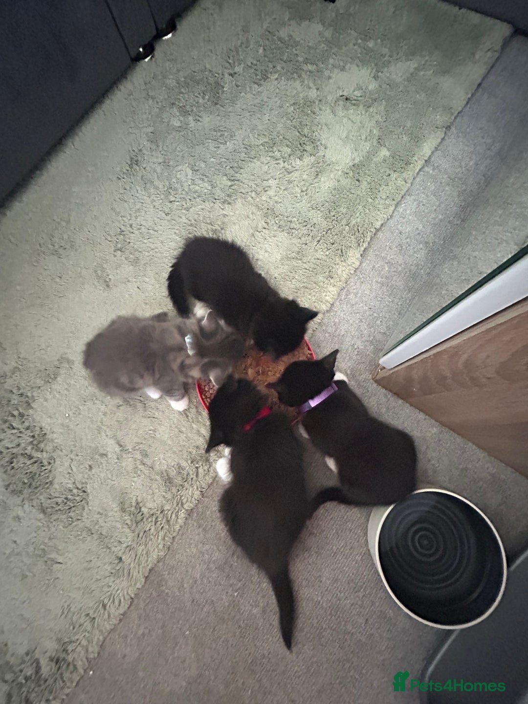 Mixed Breed cats for sale: 4 gorgeous kittens - Image 5