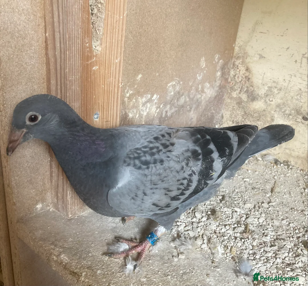 Pigeons birds for sale: Two young birds - Advert 2