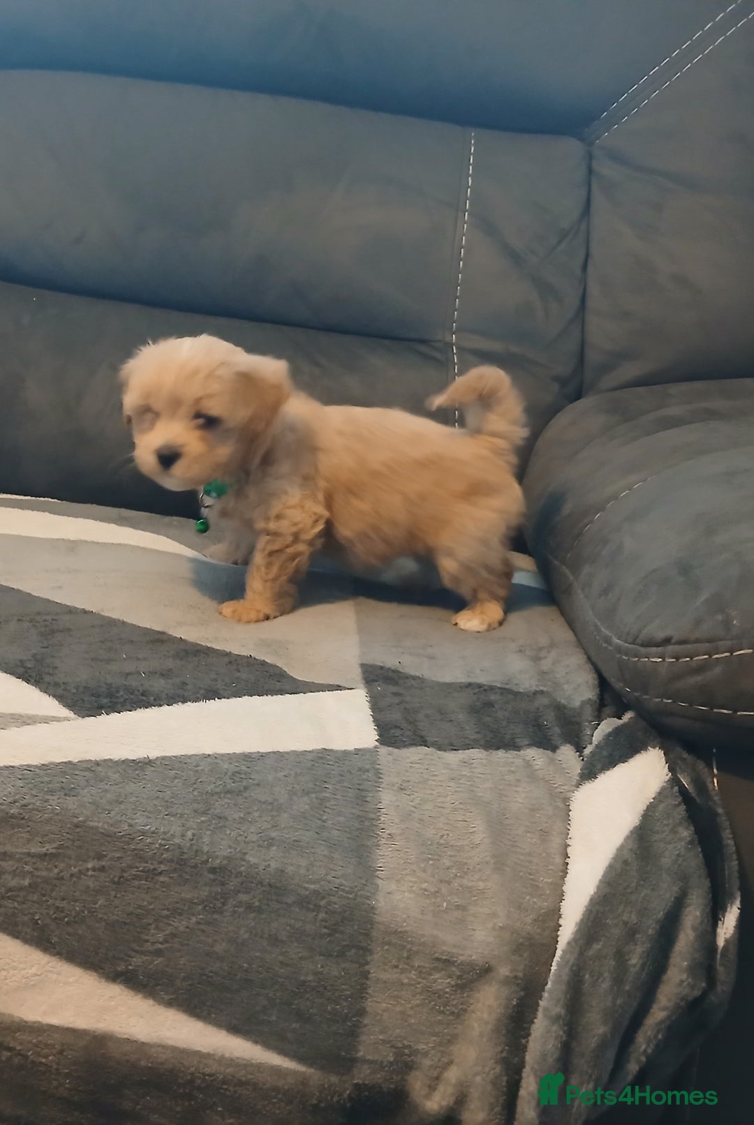 Maltipoo dogs for sale: Maltipoo puppies - Advert 8