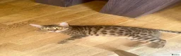Bengal cats for sale: TICA Registered Bengal Female – Nearly 1 Year Old  - Advert 2