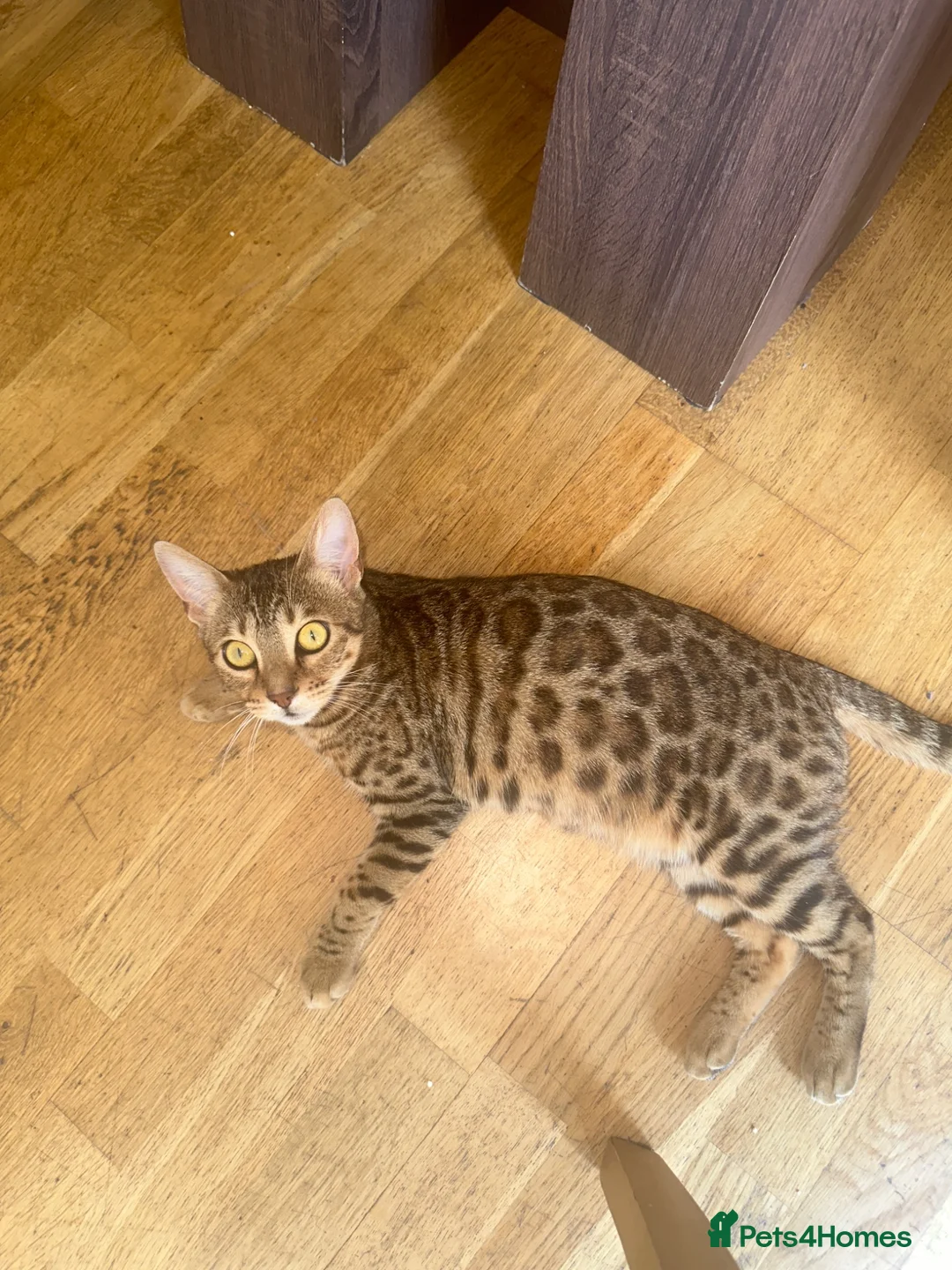 Bengal cats for sale: TICA Registered Bengal Female – Nearly 1 Year Old  - Advert 2