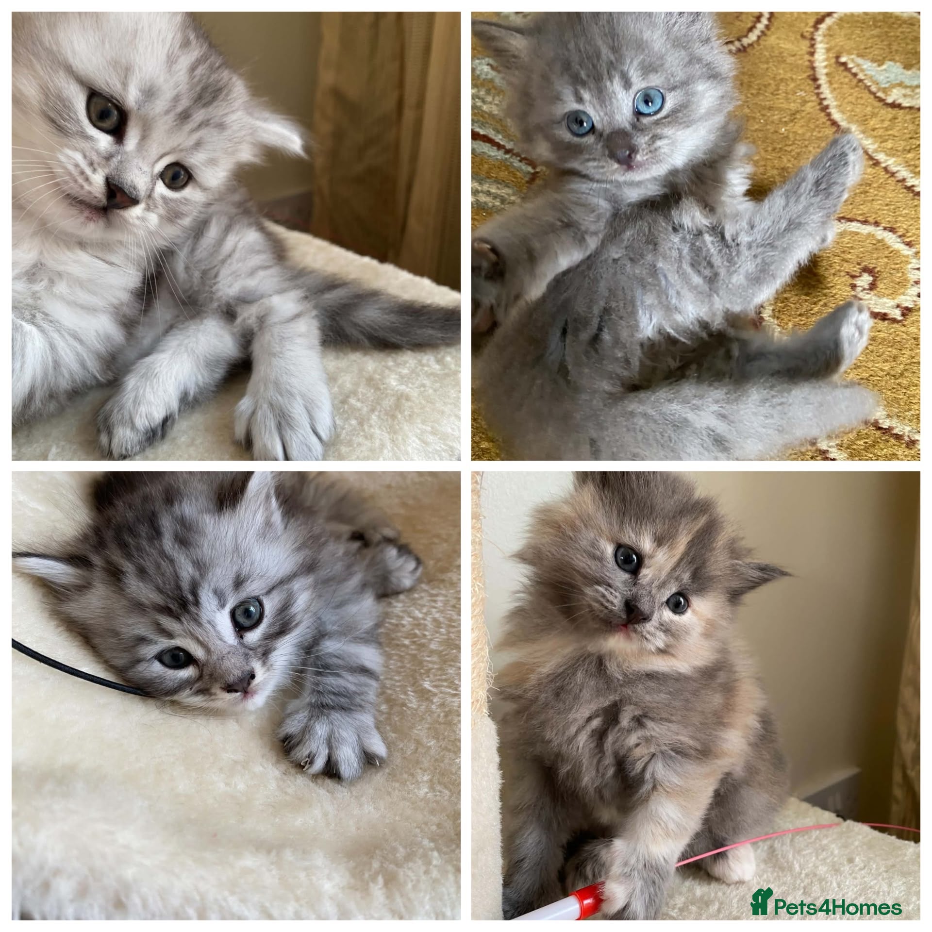 Siberian cats for sale: Siberian x Siberian Neva Masquerade Kittens - Advert 8