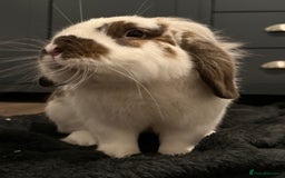 Dwarf Lop rabbits for sale: Stunning Dwarf Lop  - Image 1