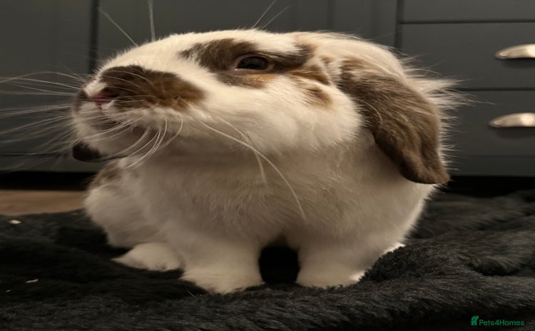 Dwarf Lop rabbits - Advert 2