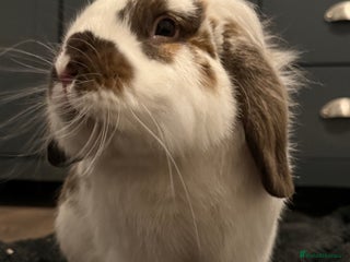 Dwarf Lop rabbits - Advert 29