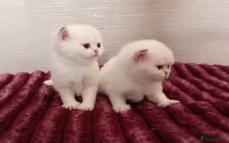 British Shorthair cats for sale: Quality X4 British Longhair x2 British Shorthair - Image 1