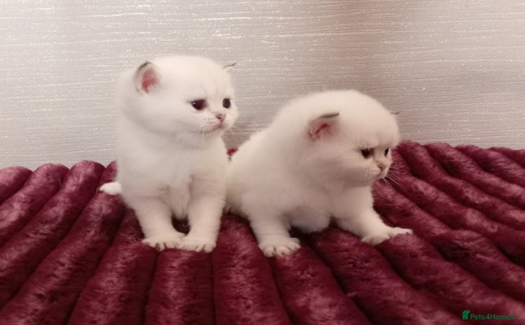 British Shorthair cats - Advert 2