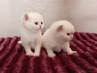 British Shorthair cats - Advert 5