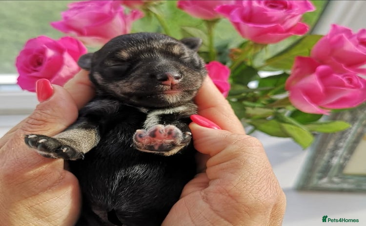 Miniature Schnauzer dogs - Advert 1