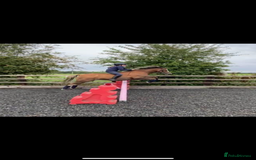 Welsh Section B horses for sale: 🎀Bunbury Zianna aka Annie 🎀 - Image 14