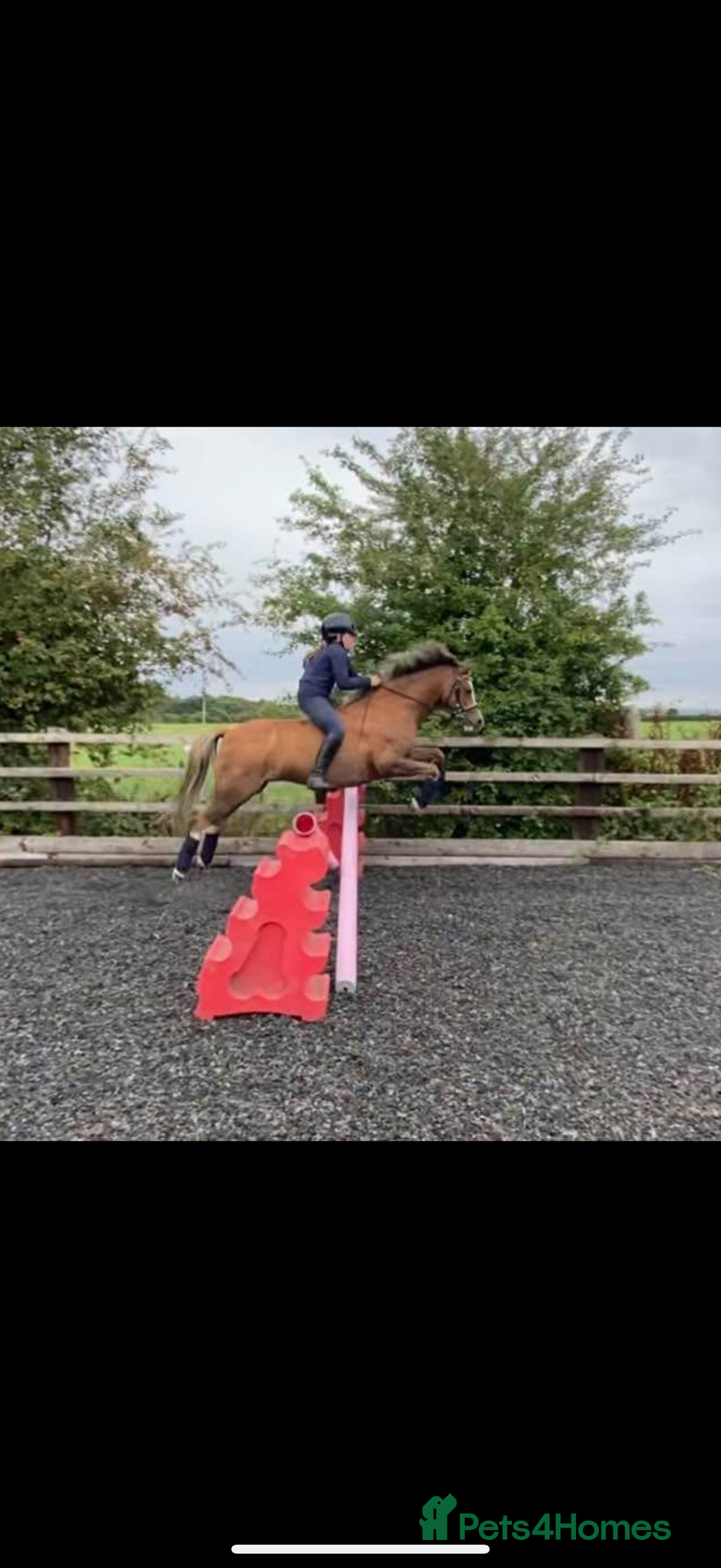 Welsh Section B horses for sale: 🎀Bunbury Zianna aka Annie 🎀 - Image 14