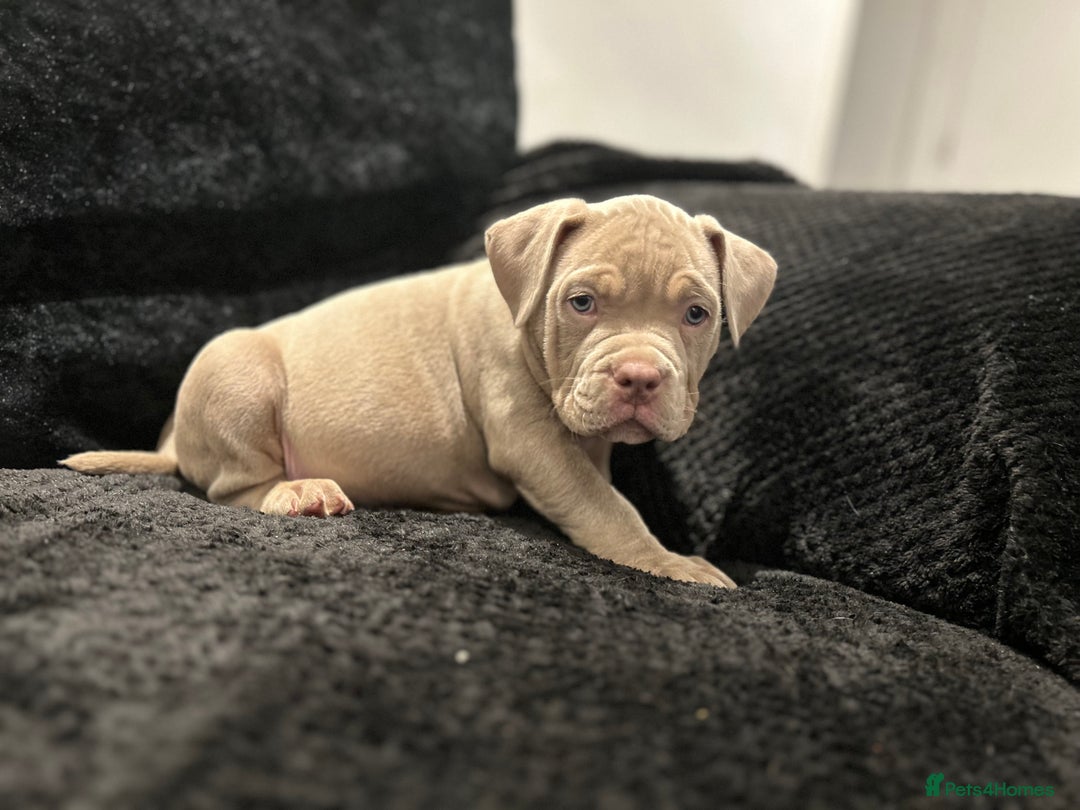 American Bully dogs for sale: Pocket bullies  ready to leave!! (Reduced) - Image 6