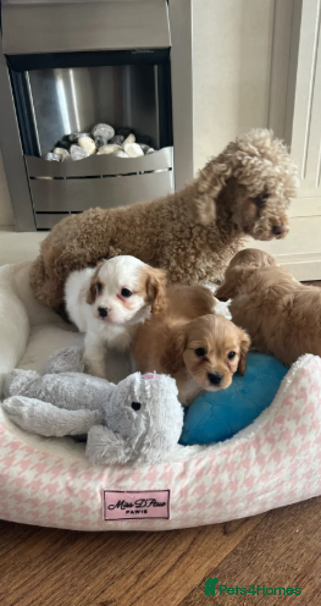 Cavapoo dogs for sale: Adorable cavapoo puppies for sale  - Advert 1