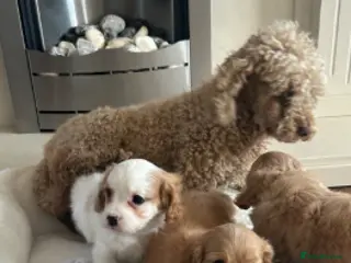 Cavapoo dogs Adorable cavapoo puppies for sale - Advert 1