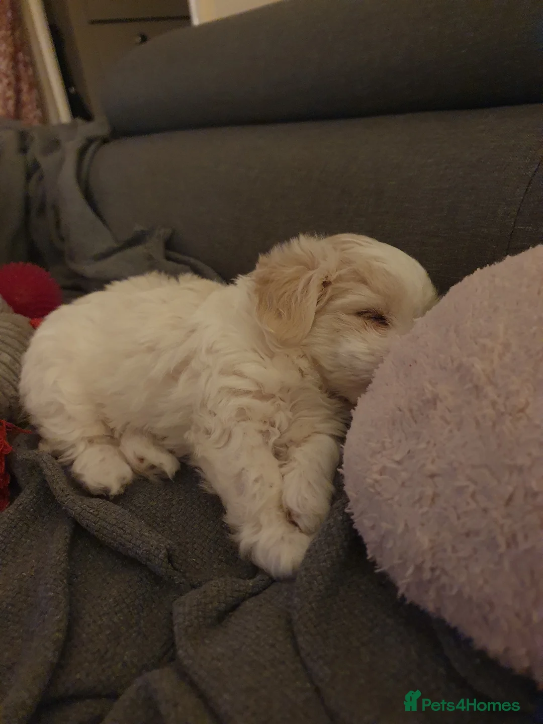 Maltese dogs for sale: Adorable Maltese Puppy Looking for a Forever Home. - Advert 9