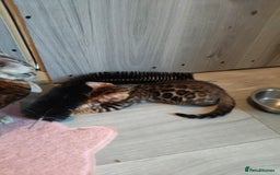 Bengal cats for sale: Pedigree Bengal Kittens  - Image 10