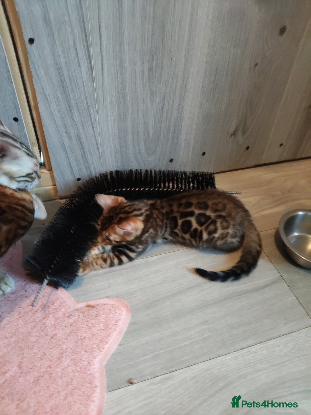 Bengal cats for sale: Pedigree Bengal Kittens  - Image 10