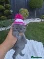 British Shorthair cats Lovely kittens looking for new home - Advert 1