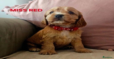 Cocker Spaniel dogs Stunning! Golden Kc Show Type Cocker Spaniels. - Advert 4