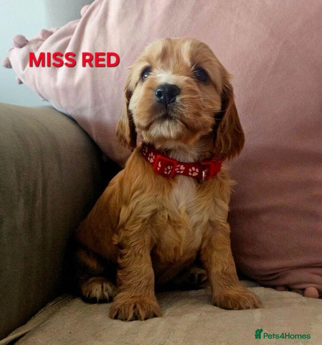 Cocker Spaniel dogs for sale: Stunning! Golden Kc Show Type Cocker Spaniels. - Advert 5