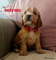 Cocker Spaniel dogs Stunning! Golden Kc Show Type Cocker Spaniels. - Advert 4