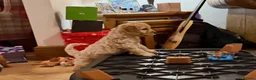 Cockapoo dogs for sale: Beautiful Cockapoo pups - Advert 10