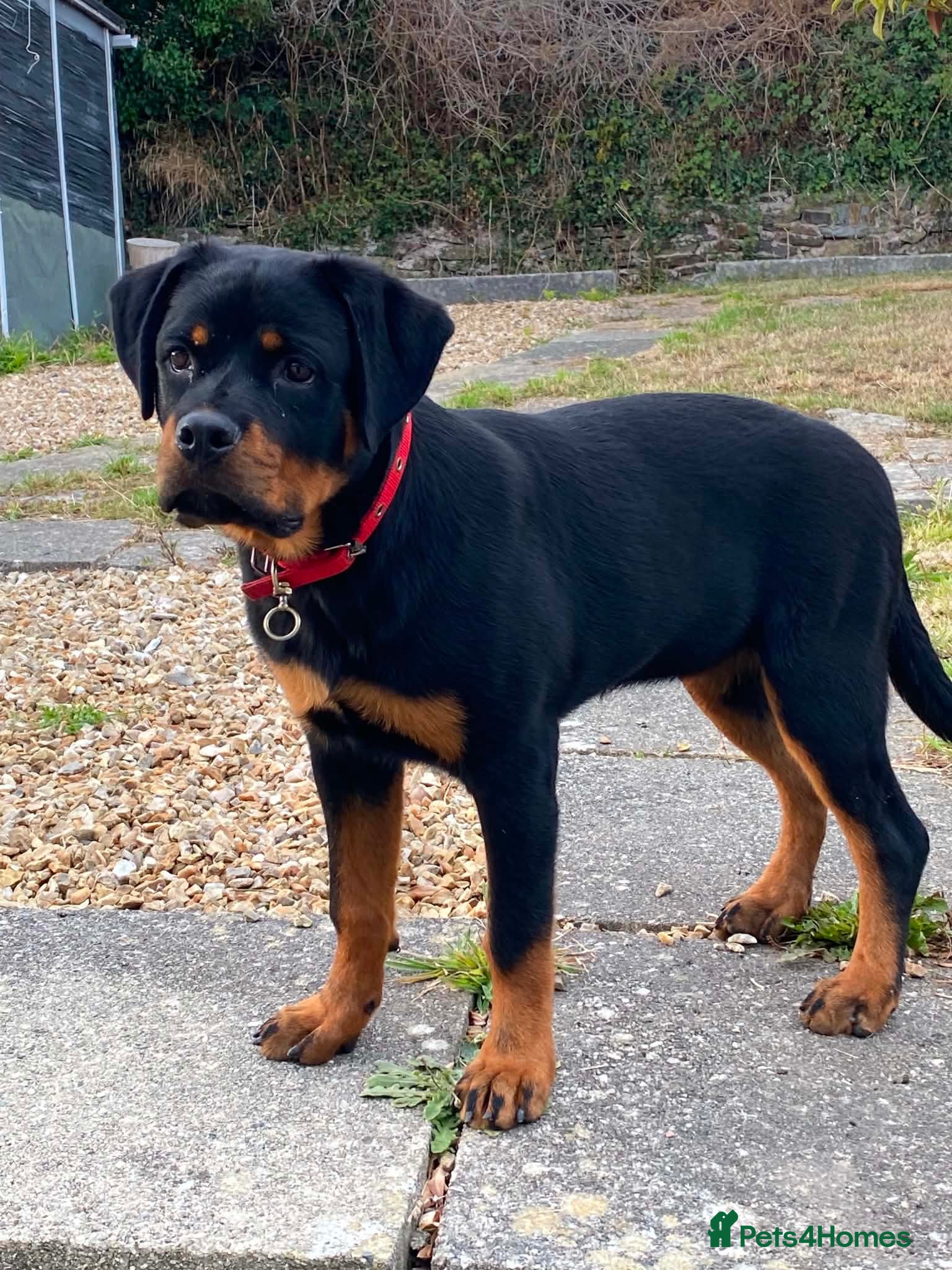 Rottweiler dogs Rottweiler puppies for show & breeding - Advert 2