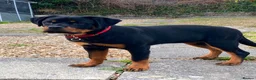 Rottweiler dogs for sale: Rottweiler puppies for show & breeding - Advert 3