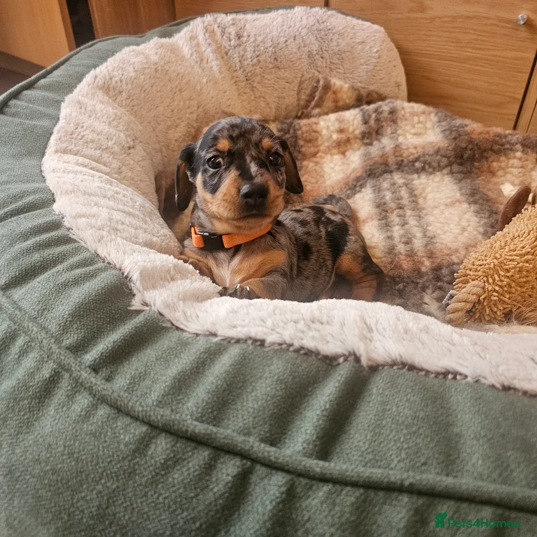 Jackshund dogs for sale: A stunning Jack Russell Terrier and Dachshund mix. - Advert 25