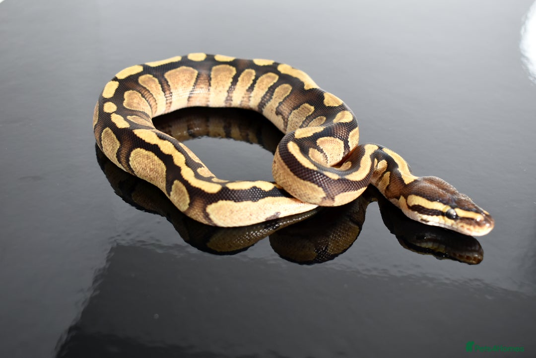 Python Snake reptiles for sale: Amazing baby ball pythons - Advert 10