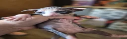 Sphynx cats for sale: Gorgeous sphynx kittens for sale - Advert 3