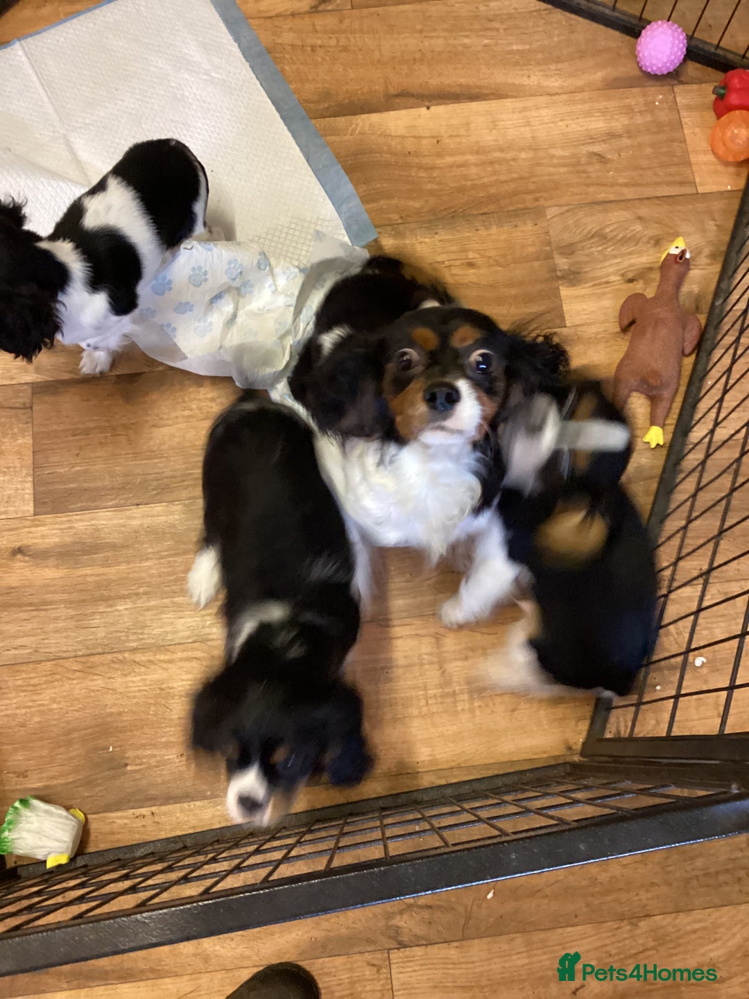 Cavalier King Charles Spaniel dogs for sale: Cavalier King Charles  - Advert 10