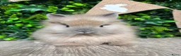 Lionhead rabbits for sale: BEAUTIFUL BABY LIONHEAD BUNNIES  - Advert 9