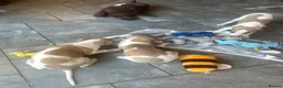 Whippet dogs for sale: KC reg whippets  - Advert 3