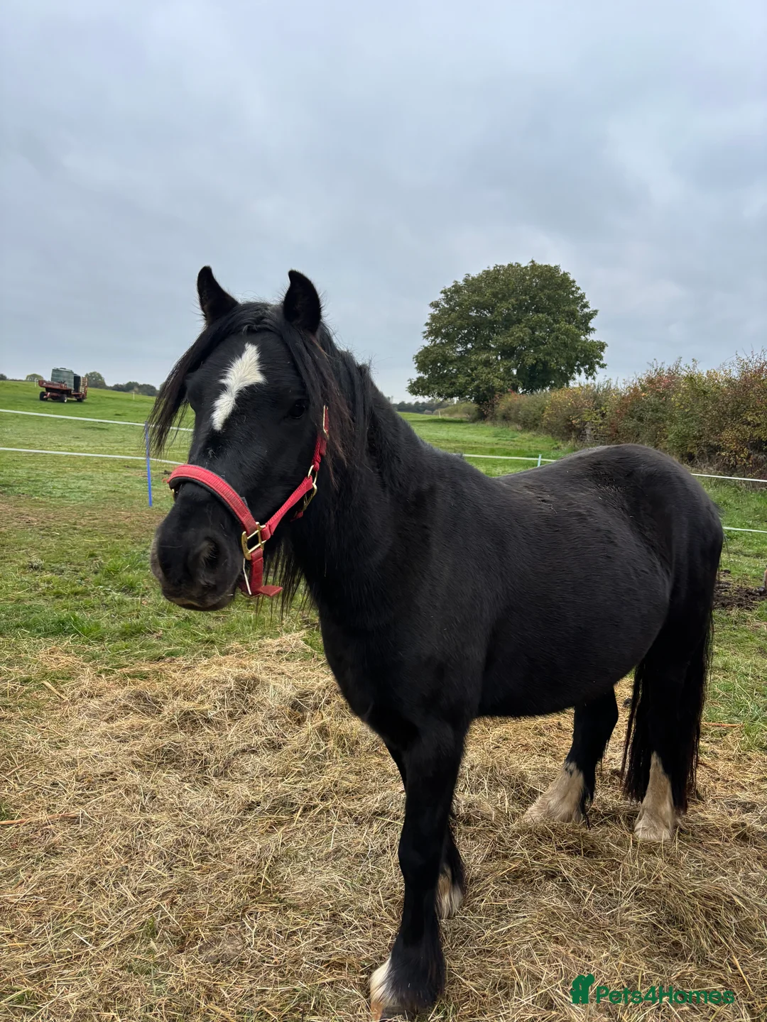 Welsh Section C horses for sale: Welsh Section C x Black Fell Gelding - Advert 3