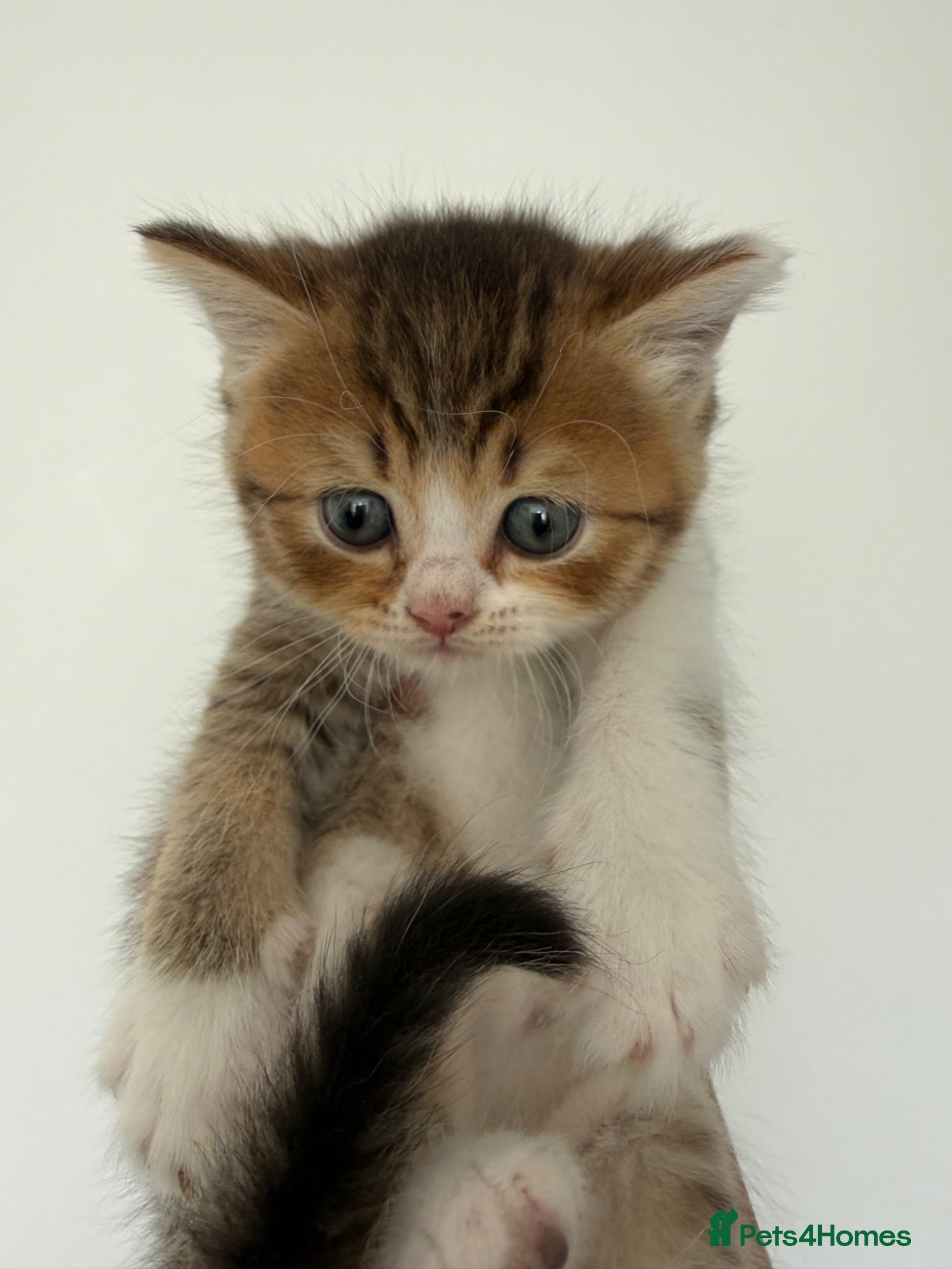 British Shorthair cats for sale: British Shorthair kittens - Advert 3